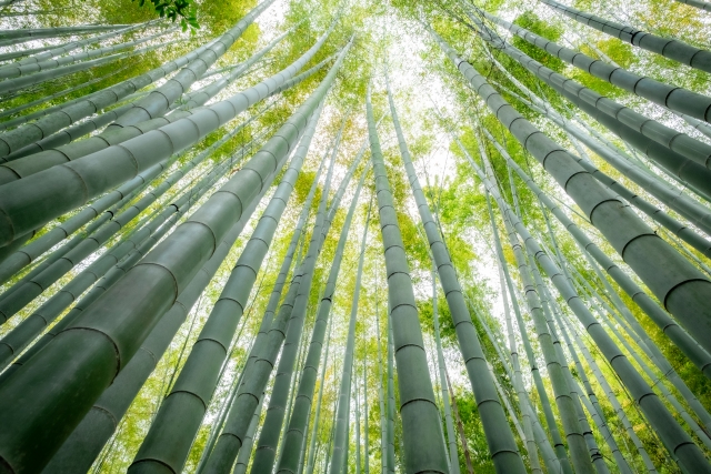 報告寺の竹林