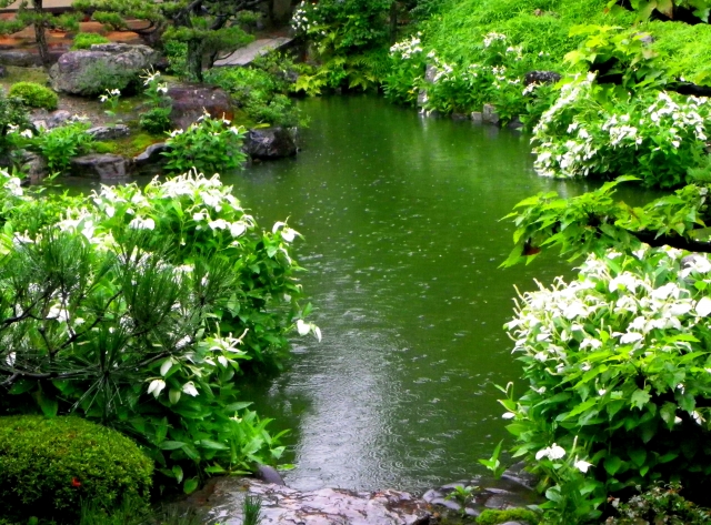両足院の半夏生の庭