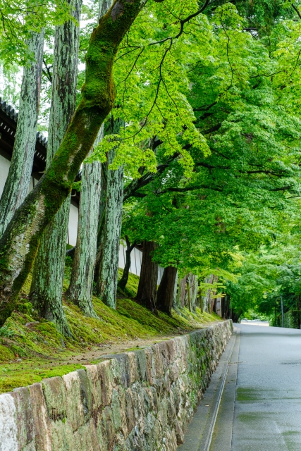 京都の東福寺周辺の道